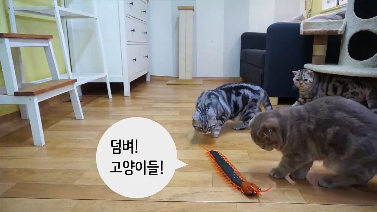 대왕 지네를 본 고양이의 반응 Cats' Reaction to a Giant Centipede [SURI&NOEL CAT's STORY]