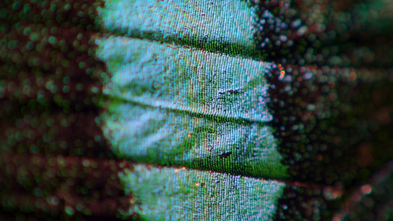 Life in Colour - Se1 - Ep01 HD Watch HD Deutsch