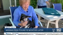 Missing dog found 10 months later