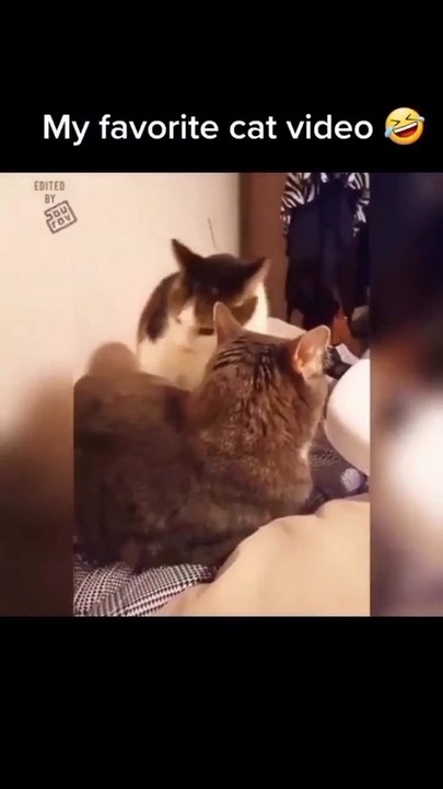 CAT FUNNY VIDEO LOL.