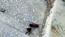 【やや閲覧注意】スズメバチVSゴキブリ（wasp  vs cockroach）