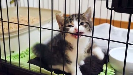 50_Days_After_Birth__Kitten_Coco_came_to_my_house(360p)