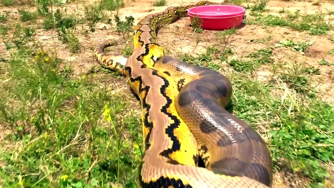 TOP 10 BIGGEST ANIMALS IN THE WORLD_1080p