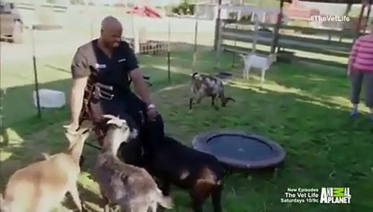The Vet Life - Se1 - Ep03 HD Watch HD Deutsch