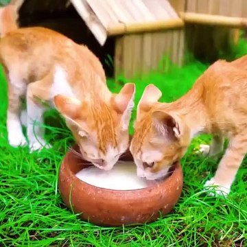 Bamboo play area was built for a group of kittens by a Cambodian youtuber