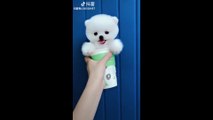 Tik Tok Puppies  Cute and Funny Dog Videos Compilation