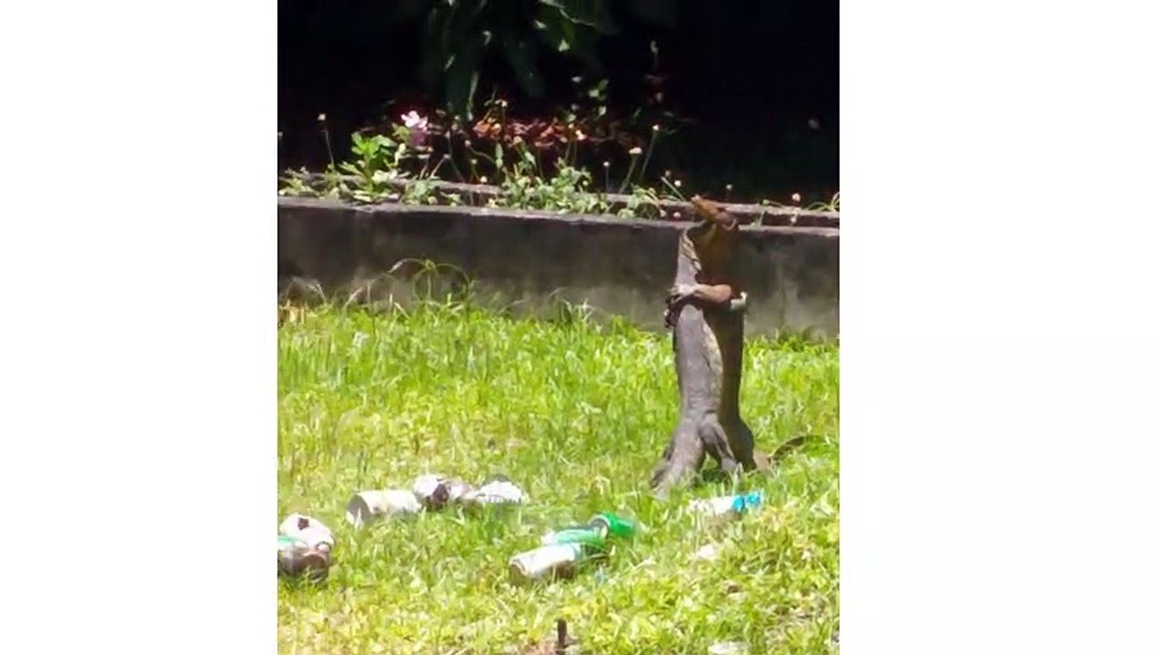 #lagi #sayang sayangnya #biawak