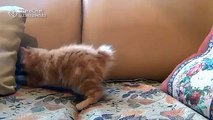Cute cat videos funny short animals videos