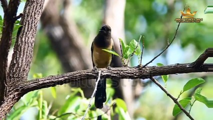 Kicauan Merdu Burung Langka di Indonesia
