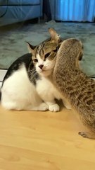 Just a pet meerkat and a cat cuddling ❤️