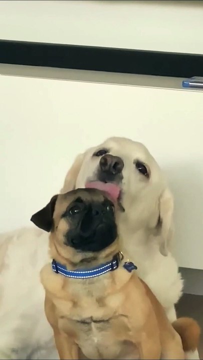 CUTE DOGS Having Fun with Siblings and other Dogs