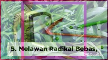 25 Manfaat Daun Kelor - Rajanya Obat