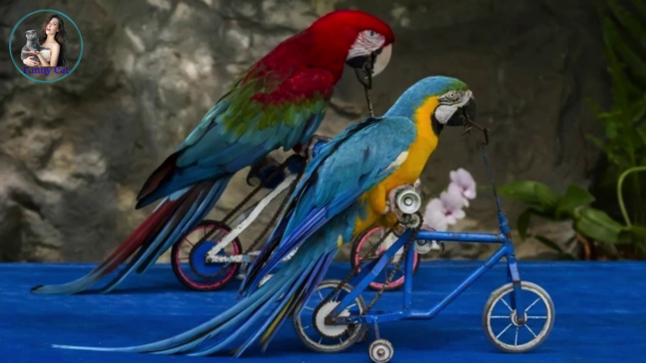 funny animals|funny dog|pets town|try not to laugh|funny animal video 2022 funny animals life