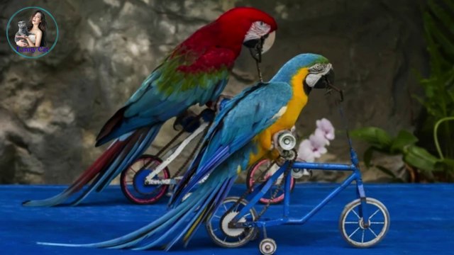 funny animals|funny dog|pets town|try not to laugh|funny animal video 2022 funny animals life