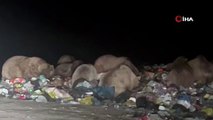 Ayıların kış uykusu öncesi ilçe çöplüğünde besin depoladığı anlar kamerada