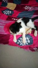 Cat Cute Lovely Baby Cat