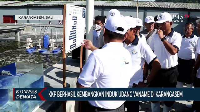 KKP Berhasil Kembangkan Induk Udang Vaname Di Karangasem