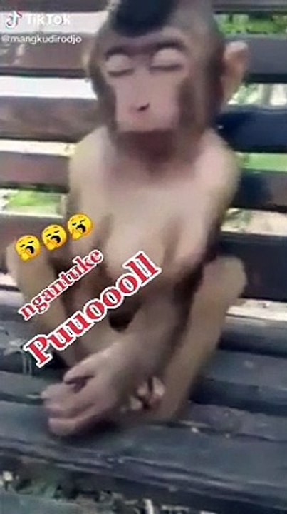 Monyet ngantuk