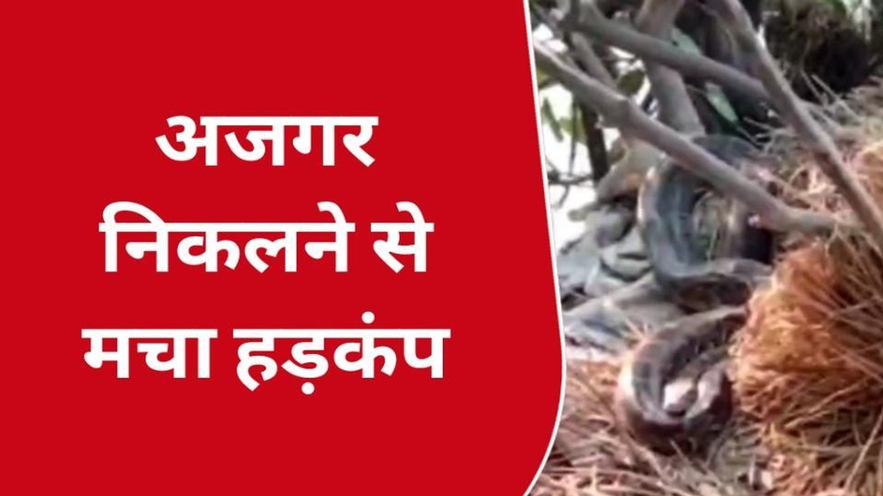हापुड़: तालाब के किनारे विशालकाय अजगर को देख ग्रामीणों के उड़े होश, वन विभाग को दी सूचना