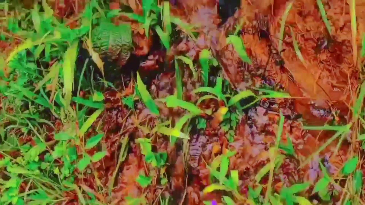 Indahnya persawahan di pedesaan