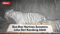 Dua Ekor Harimau Sumatera Lolos Dari Kandang Jebak Usai Memangsa Umpan Seekor Kambing