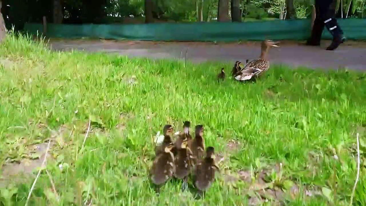 Saving a duck family..