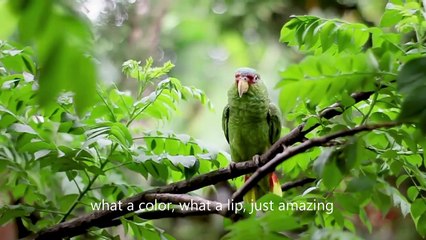 Don't Compare Yourself to Anyone - Story Of An Unhappy Crow _ Motivational Video