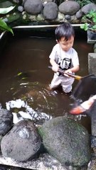 Viral anak kecil dapat ikan koi gede