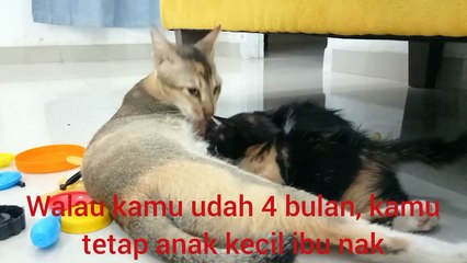 kisah sedih anabul di malam minggu