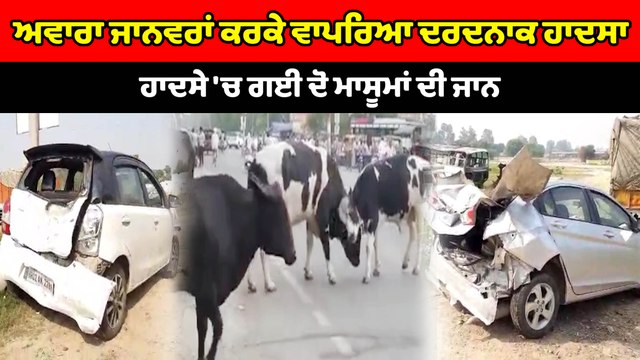 ਅਵਾਰਾ ਜਾਨਵਰਾਂ ਕਰਕੇ ਵਾਪਰਿਆ ਦਰਦਨਾਕ ਹਾਦਸਾ, ਗਈ ਦੋ ਮਾਸੂਮਾਂ ਦੀ ਜਾਨ | OneIndia Punjabi