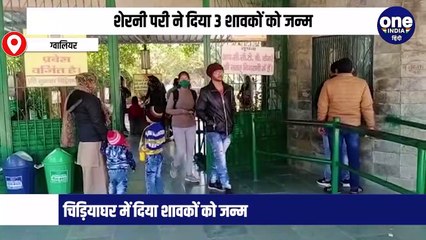 शेरनी परी ने दिया 3 शावकों को जन्म