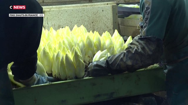 Crise énergétique : les producteurs d’endives inquiets
