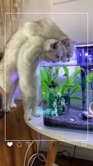 Try to not LAUGH! Funny Fail Moment - Funny Animal - Funny Cats / Funny Dogs - Funny Animal Videos