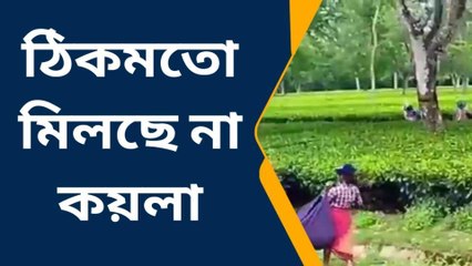 অবাক কান্ড ! সমগ্র জেলাতে কমে গেল চা পাতার উৎপাদন ! কিন্তু কেন? জানুন