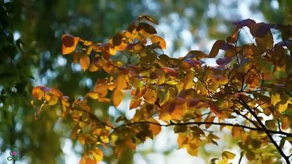 Écoutez cette musique et vous vous sentirez mieux la musique douce