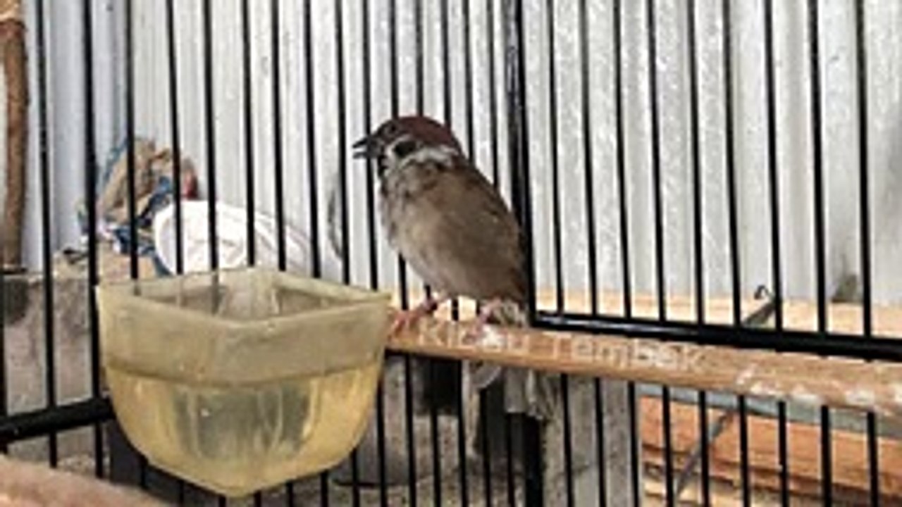 Tembakan burung Gereja Tarung Ngeroll Abis Bikin Lawan Ikut Bunyi Gacor Dan Nyerecet Panjang  Kicau Tembak