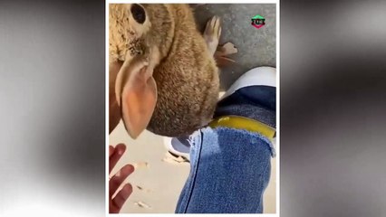 A skater rescuing a wild bun from a pool