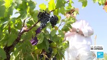 Tunisie : les producteurs de vin poussent pour une meilleure qualité