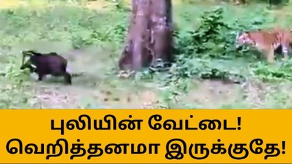 இதுக்கு முன்னாடி புலி வேட்டையாடி பார்த்திருக்கீங்களா?