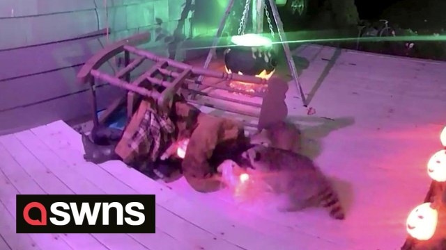 Two raccoons mark the end of Halloween by hilariously attacking an animatronic witch on US couple's porch