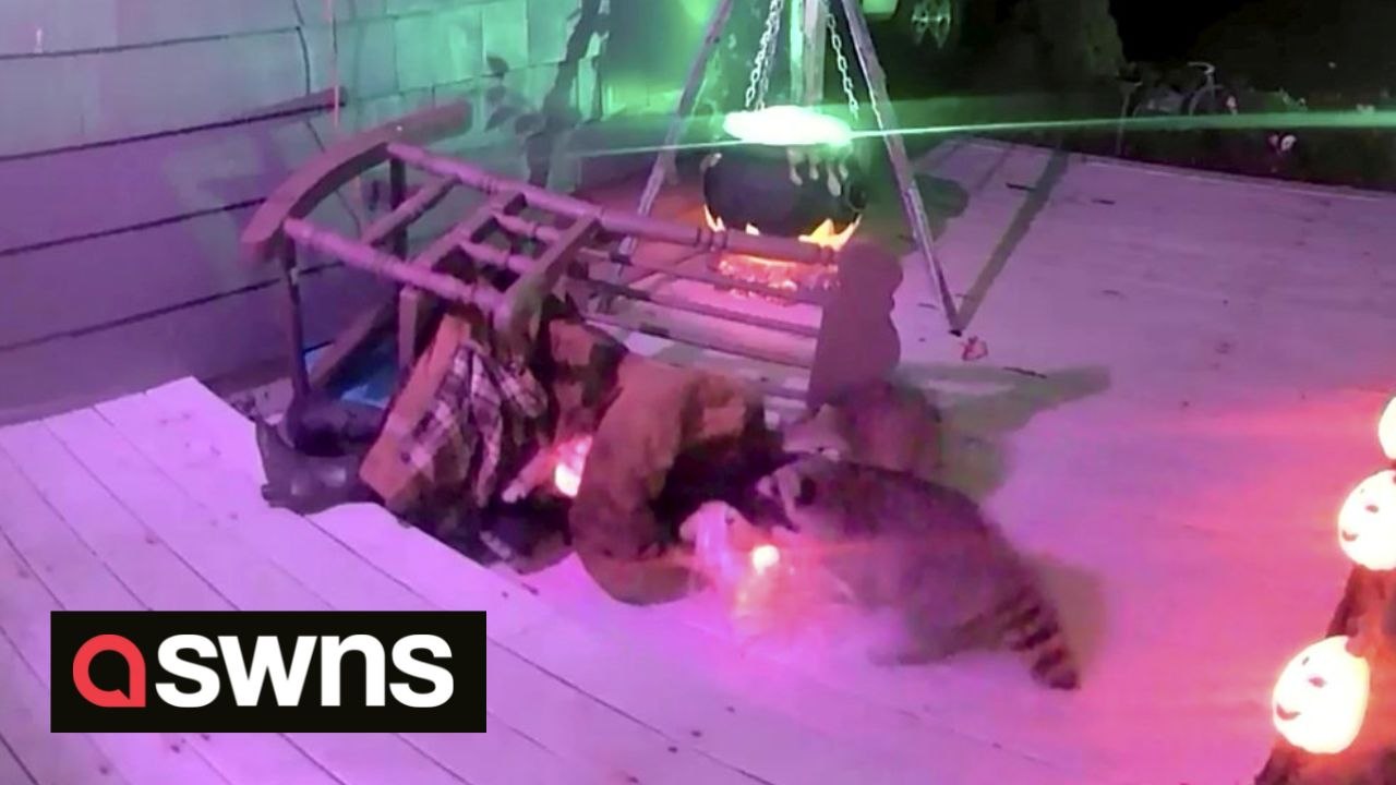 Two raccoons mark the end of Halloween by hilariously attacking an animatronic witch on US couple's porch