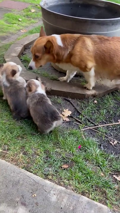 Mama Separates the Children