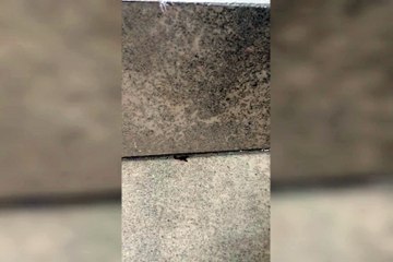 Umuaramense encontra escorpião pela segunda vez em menos de uma semana