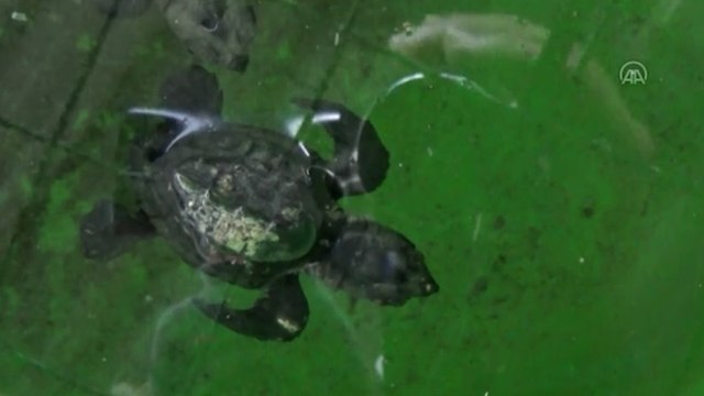İztuzu'nda caretta caretta yavruları denizle buluştu