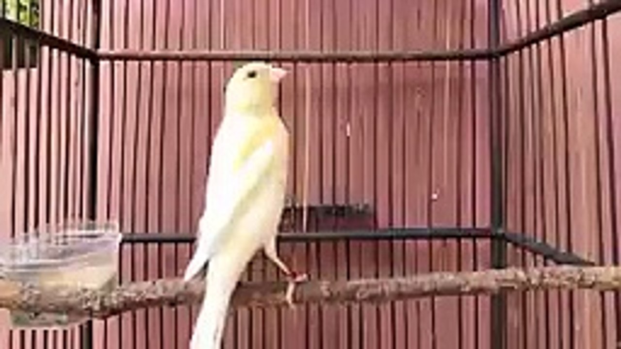 Kenari paud belajar bunyi ngeriwik cuitan kenari paud AMPUH untuk pancingan kenari paud cepat bunyi