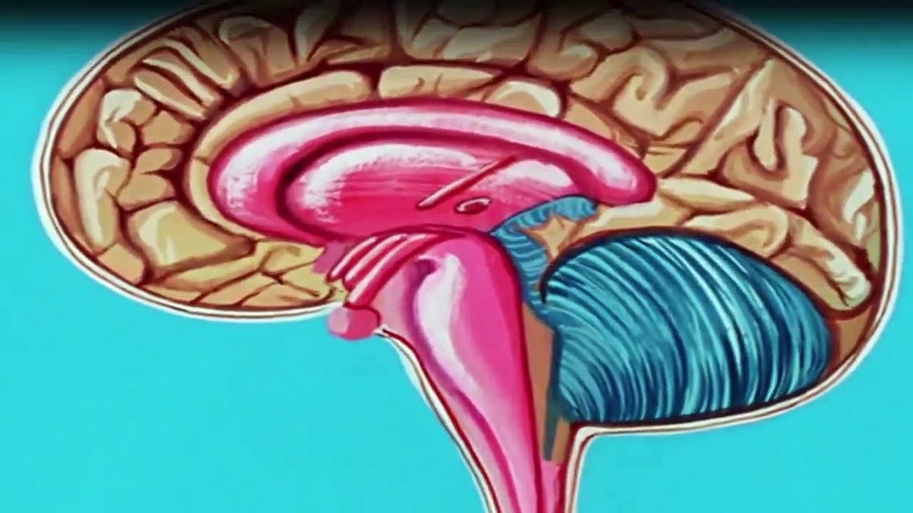 Es war einmal … das Leben Staffel 1 Folge 9 HD Deutsch