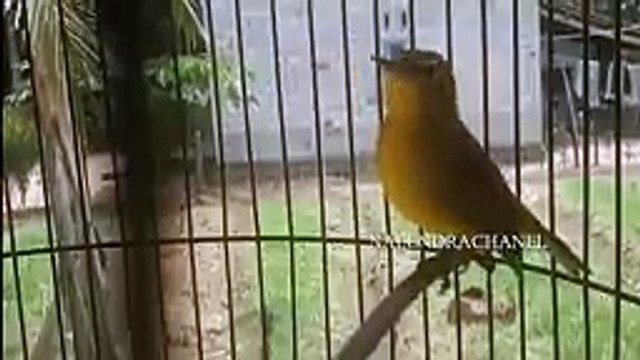 SEMUA burung PLECI PASTI NYAUT Begitu dengar Suara pleci gacor ini Pancingan pleci Cepat Nembak