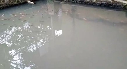small pond fish