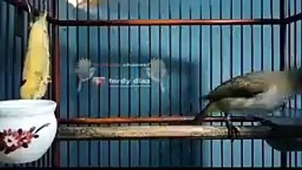 Cukup Sekali Pancing Trucuk Apapun bakal Nyaut Emosi dengan Suara Pancingan Trucuk ini_v144P