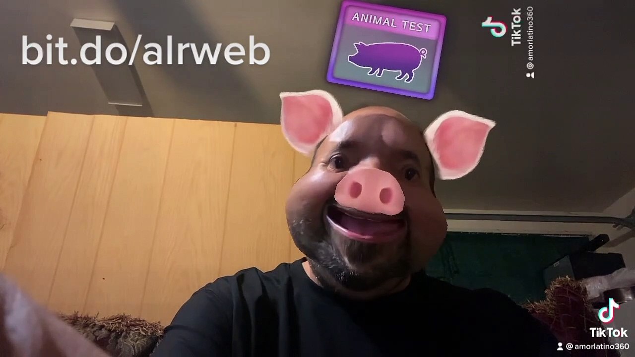 miren en lo que me convertí en un chanchito